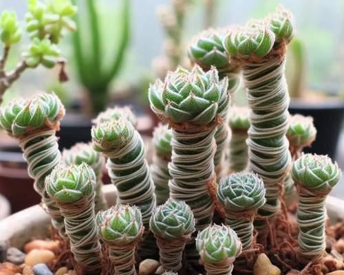 肉质植物徒长后如何修剪？怎样防止再次发生？