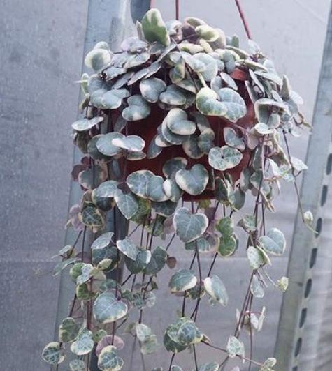 爱之蔓锦的繁殖方法是什么？如何提高爱之蔓锦的繁殖成功率？