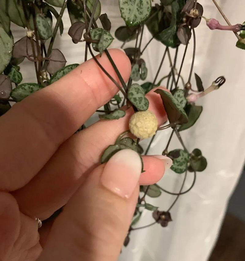 爱之蔓锦的繁殖方法是什么？如何提高爱之蔓锦的繁殖成功率？