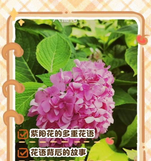 哪种花的花语象征着重逢？这个花语背后的故事是什么？
