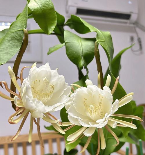 昙花盆栽架子搭建技巧是什么？