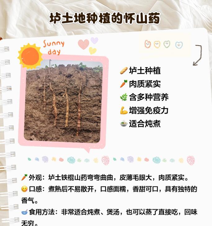 山药种植的步骤是什么？如何提高山药的产量？