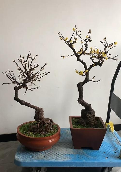 盆栽澳洲腊梅花期能持续多久？怎样延长花期？