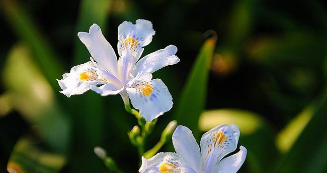 卷瓣兰花的寓意与花语有何不同？