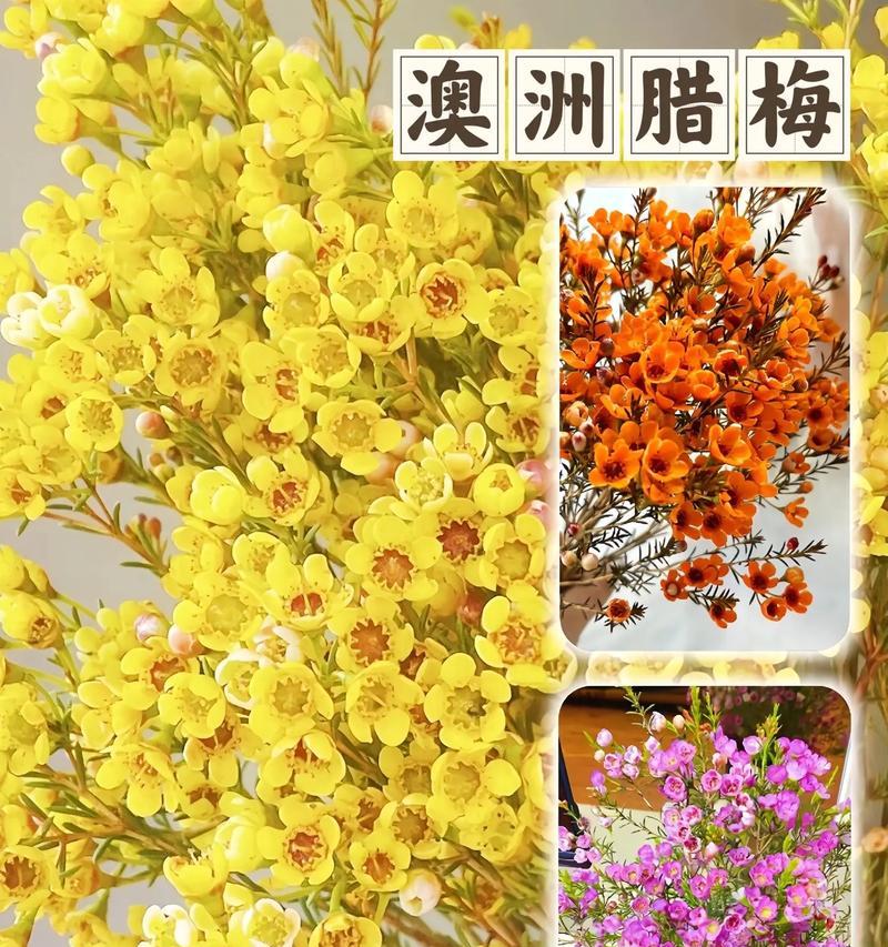 盆栽澳洲腊梅花期能持续多久？怎样延长花期？