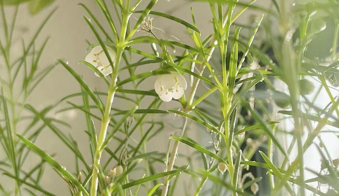 盆栽澳洲腊梅花期能持续多久？怎样延长花期？