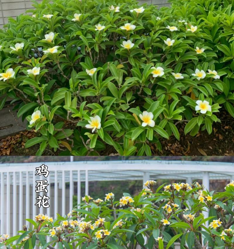 夏季院子里的花木如何养护？如何防止病虫害？