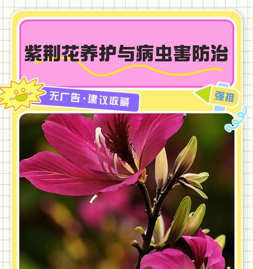 夏季院子里的花木如何养护？如何防止病虫害？