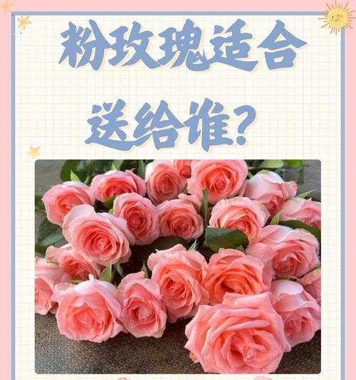 仙女粉玫瑰的花语有何特别之处？如何挑选合适的花语？