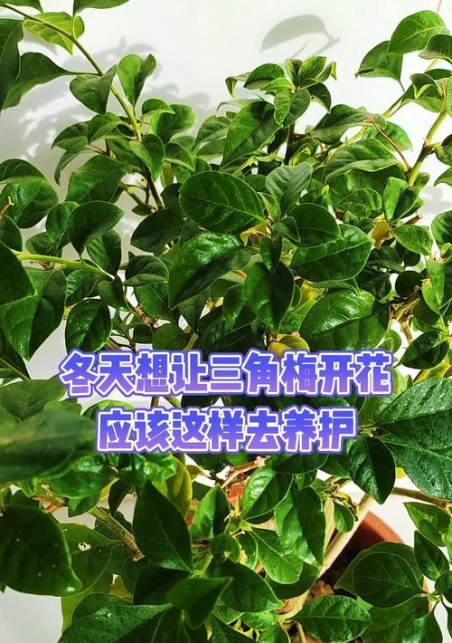 三角梅怎么过冬？三角梅冬季养护的秘诀是什么？