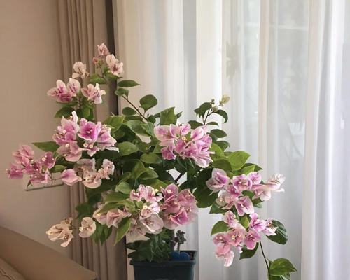 三角梅怎么过冬？三角梅冬季养护的秘诀是什么？