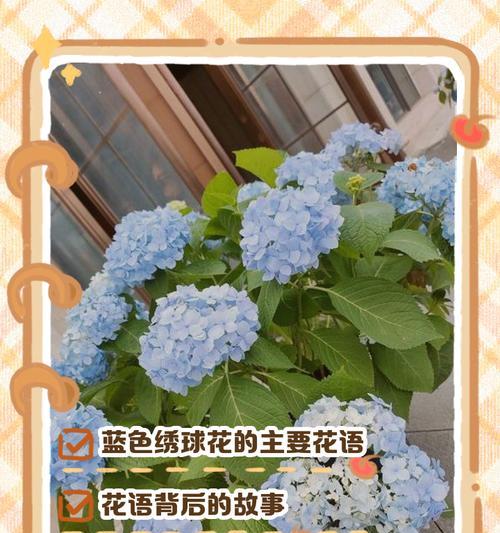 樱花绣球的寓意及其花语是什么？