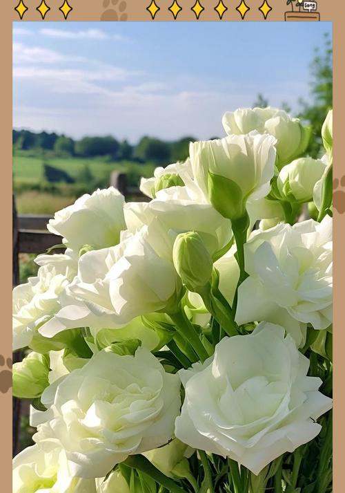 桔梗花与郁金香搭配的花语是什么？