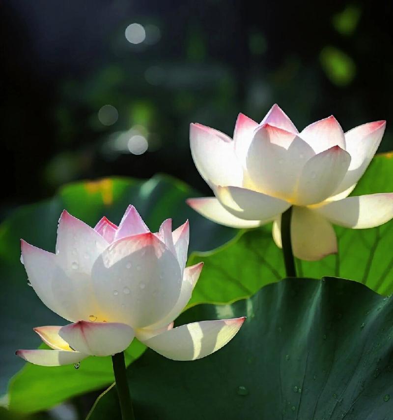 肉莲的花语有何特别之处？代表什么意义？