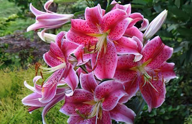 肉莲的花语有何特别之处？代表什么意义？