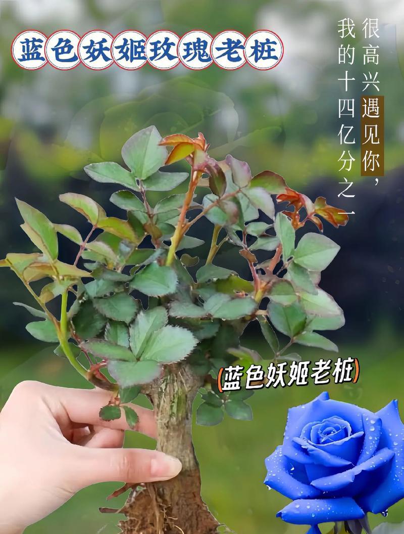 冷漠神秘的花语是什么花？哪种花代表神秘与冷漠？