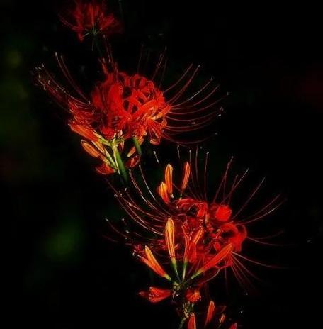 冷漠神秘的花语是什么花？哪种花代表神秘与冷漠？