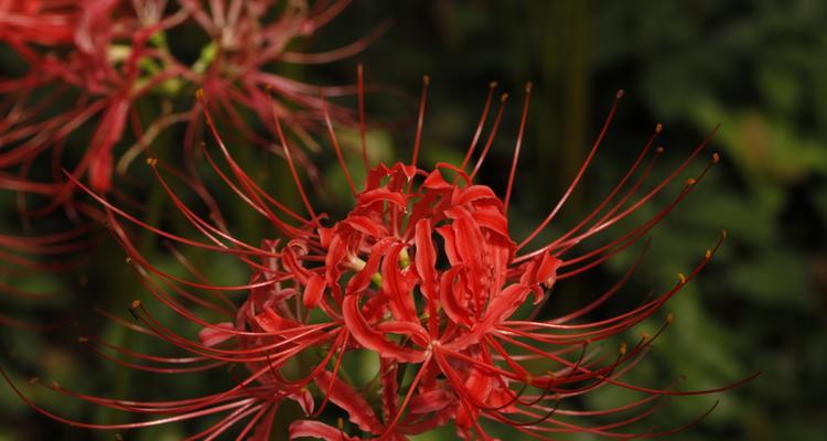 冷漠神秘的花语是什么花？哪种花代表神秘与冷漠？