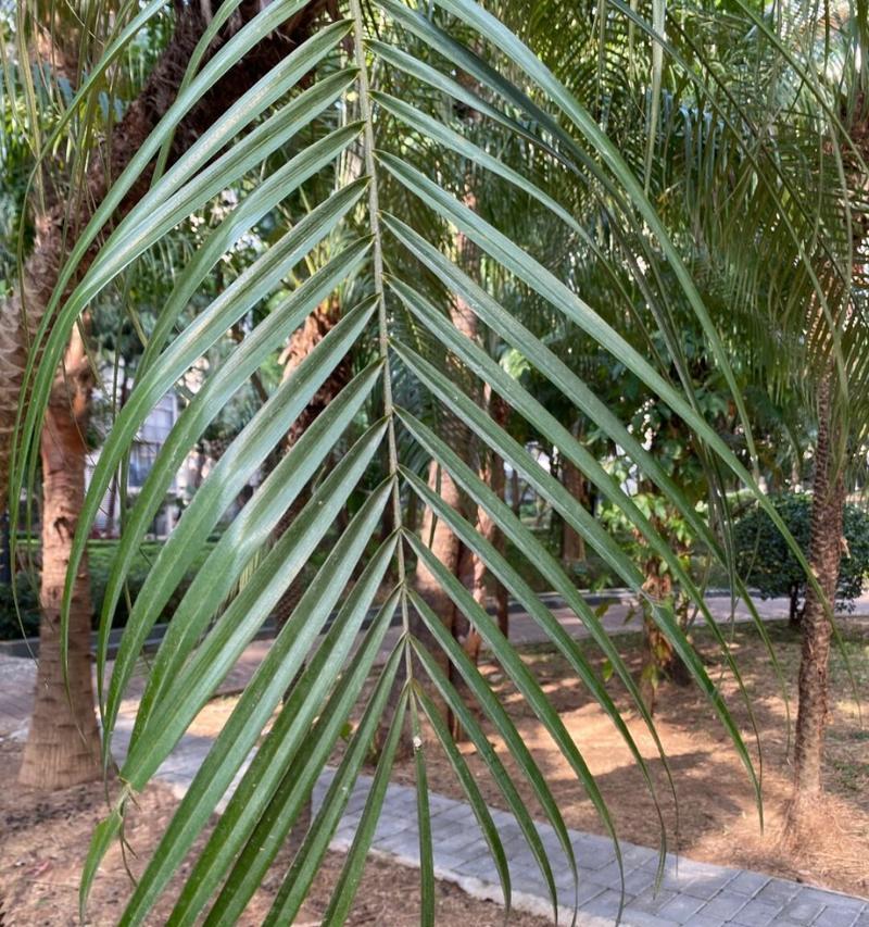 棕榈科植物的种类有哪些？它们的养护方法有何不同？