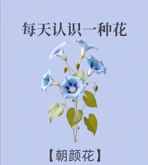哪朵花象征着极致的浪漫花语？