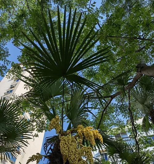 棕榈科植物的种类有哪些？它们的养护方法有何不同？