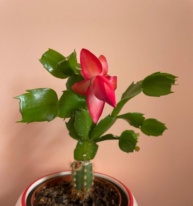 接蟹爪兰的花语代表什么？蟹爪兰的养护与花语有何关联？