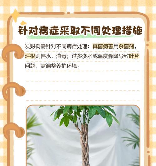 发财树叶子发黄的原因是什么？如何解决叶子变黄的问题？