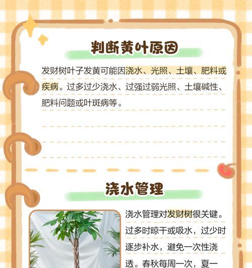 发财树叶子发黄的原因是什么？如何解决叶子变黄的问题？