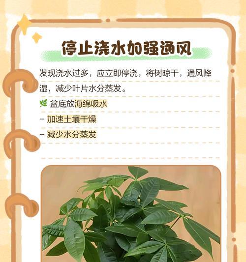 发财树冬季叶子发黄如何处理？怎样预防？