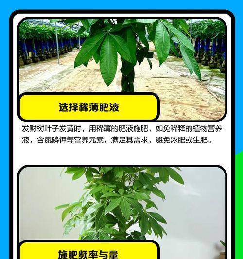 发财树冬季叶子发黄如何处理？怎样预防？