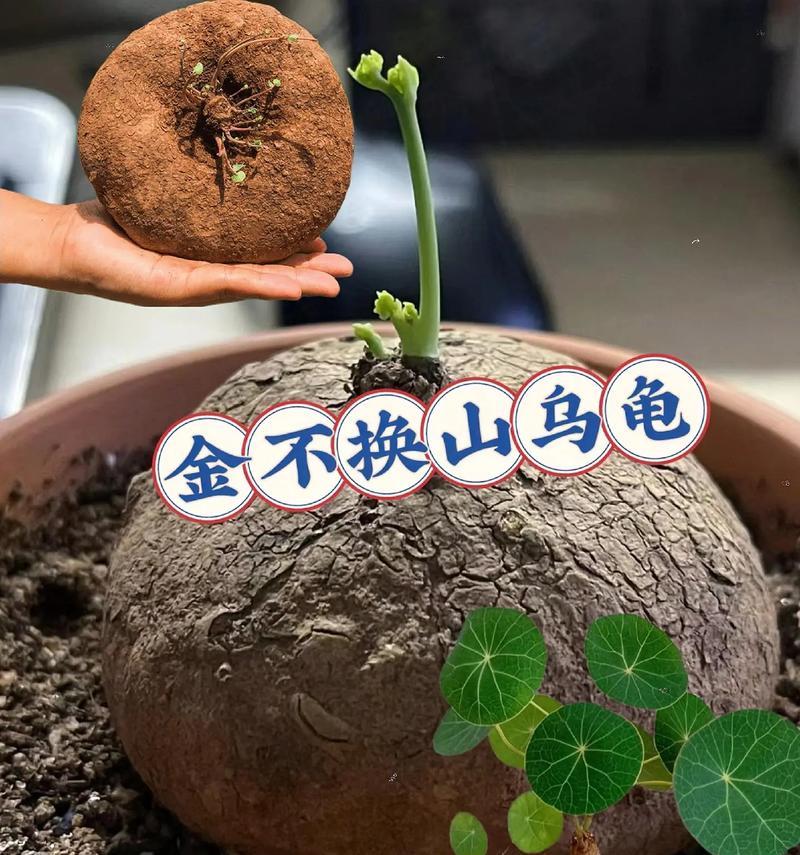 室内适合的阔叶植物及其养殖问题是什么？