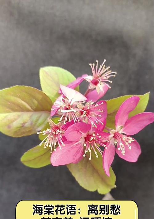 哪种花语既代表离别也代表相遇？花语中离别与相遇的象征是什么？