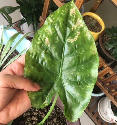 滴水观音黄叶的原因及解决方法？