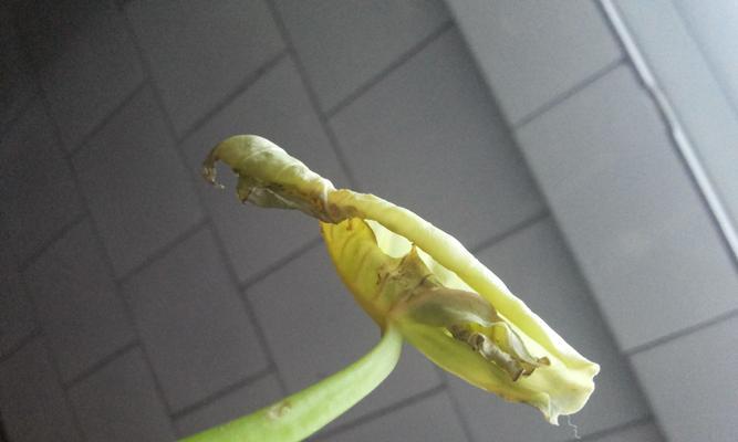 滴水观音黄叶的原因及解决方法？