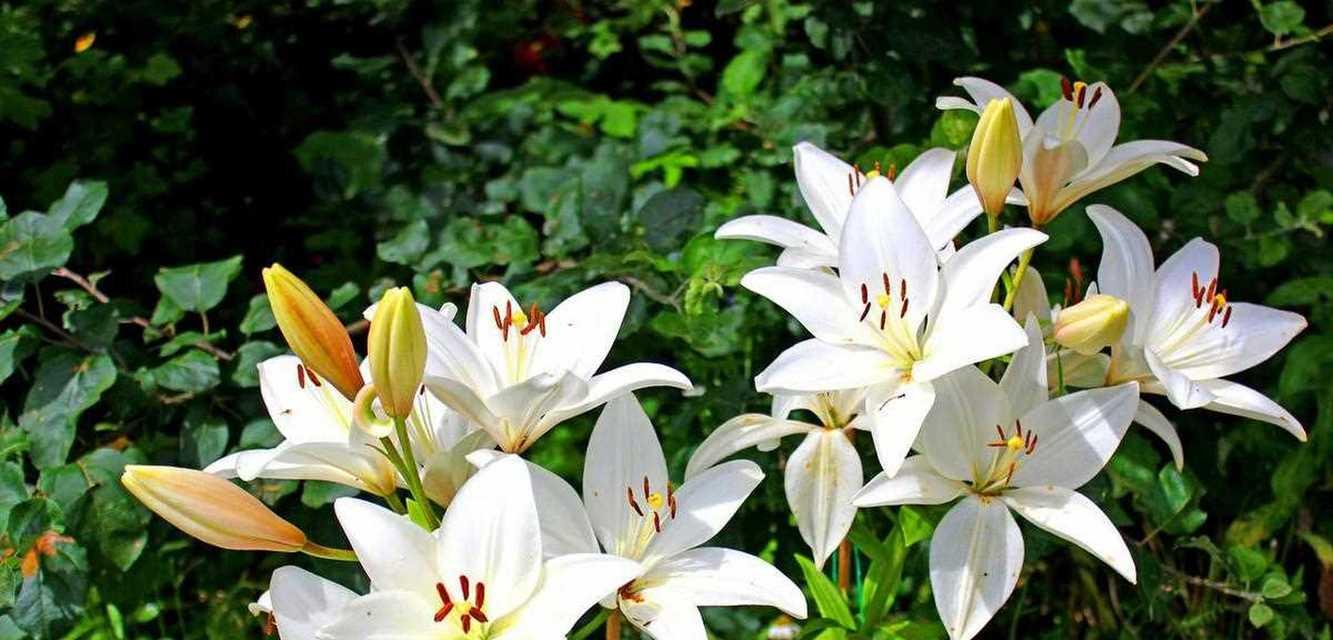 白百合代表的花语含义是什么？