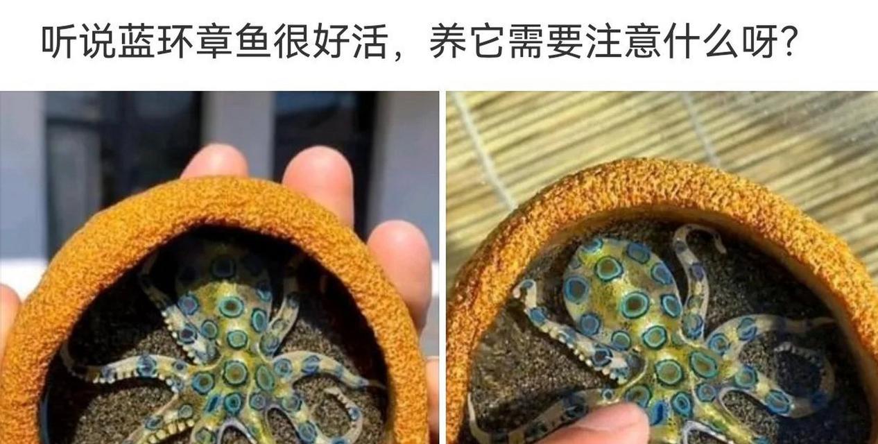 章鱼的繁殖过程是怎样的？有哪些需要注意的事项？