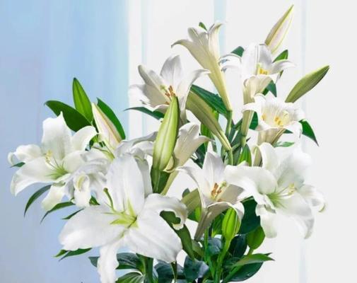 白百合代表的花语含义是什么？