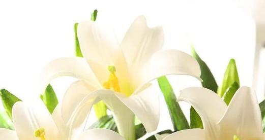 白百合代表的花语含义是什么？