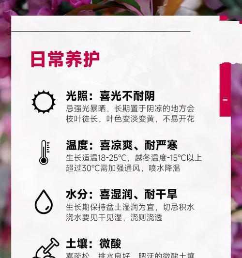 海棠花的养殖技巧有哪些？