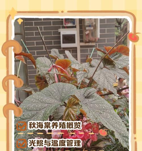 海棠花的养殖技巧有哪些？