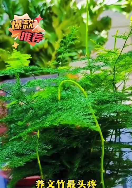 文竹黄叶后应该怎么办？