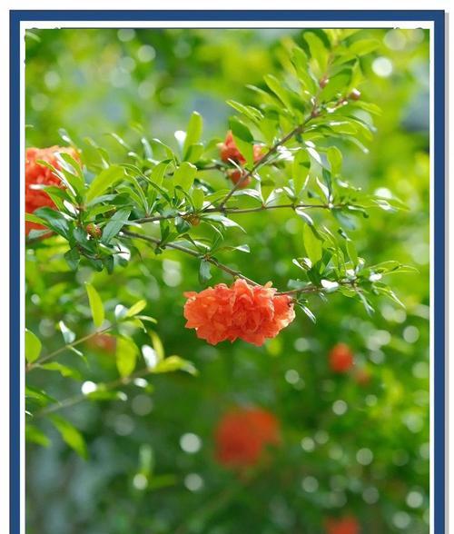 墨石榴花的花语有何特别之处？
