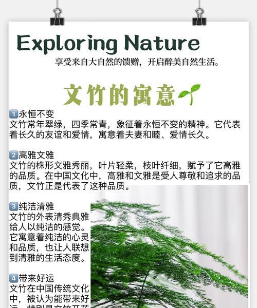 文竹黄叶后应该怎么办？