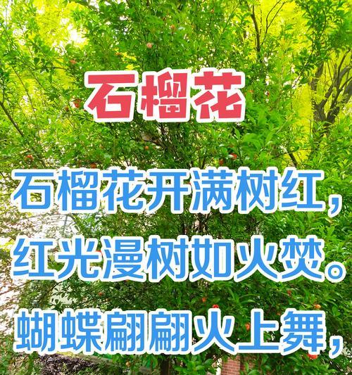 墨石榴花的花语有何特别之处？