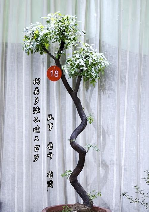 崖荆盆景的价格是多少？