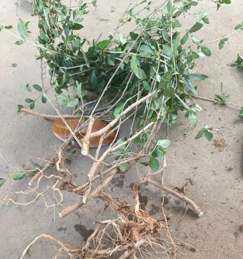 崖荆盆景的价格是多少？