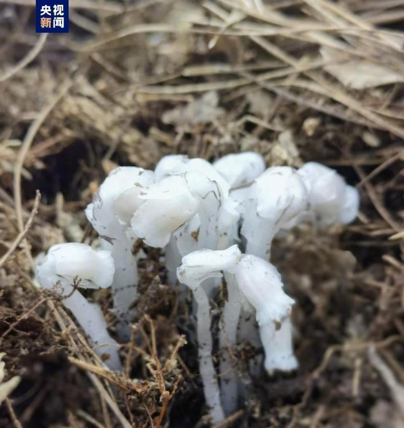 水晶兰的特性是什么？它在自然界中有哪些独特之处？