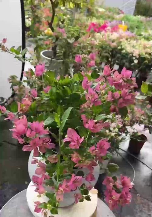 三叶梅开花时间是什么时候？如何促进开花？