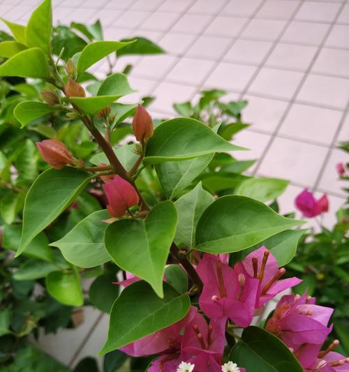 三叶梅开花时间是什么时候？如何促进开花？