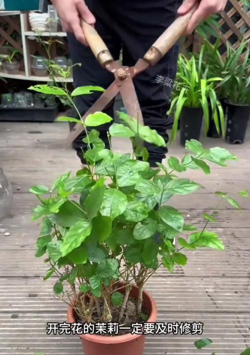 茉莉花怎么修剪？修剪茉莉花的最佳时间和技巧有哪些？